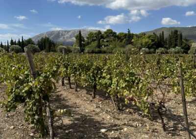 Κτήμα Ρωξάνη Μάτσα, Σεπτέμβριος 2024